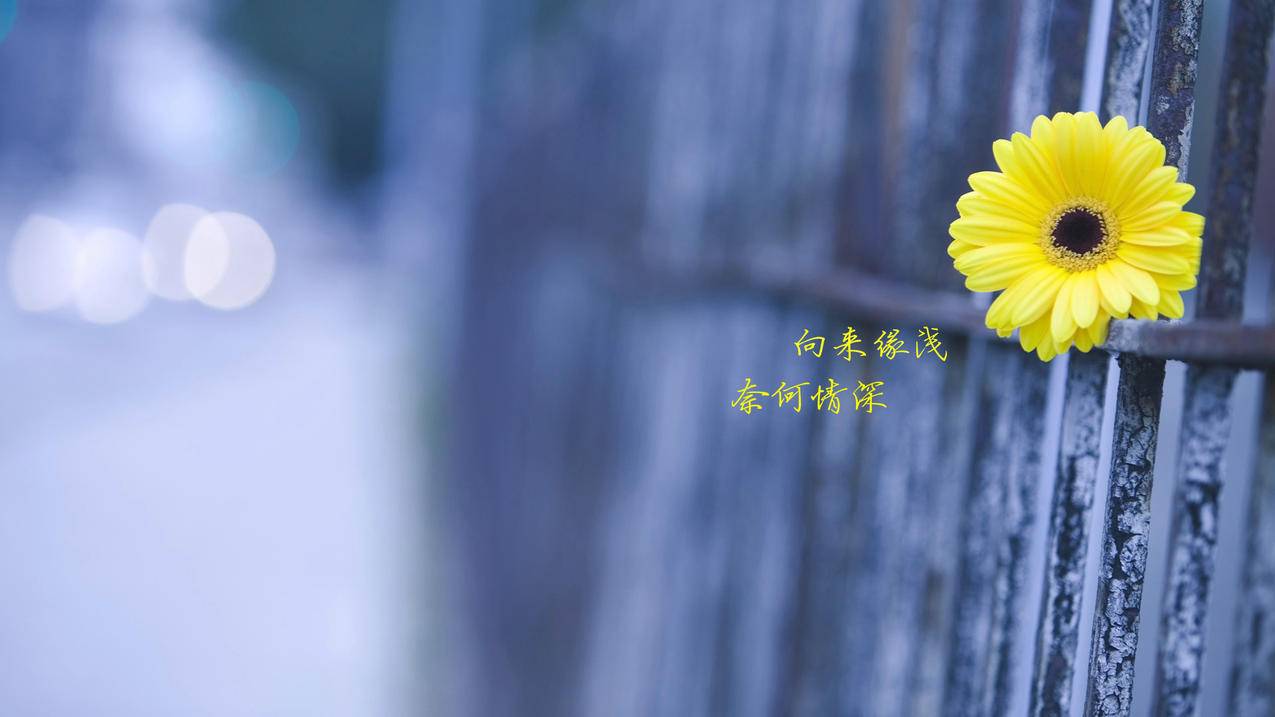 dy自助下单平台的服务内容,24小时抖音点赞低价秒速到账,快手真人代刷网